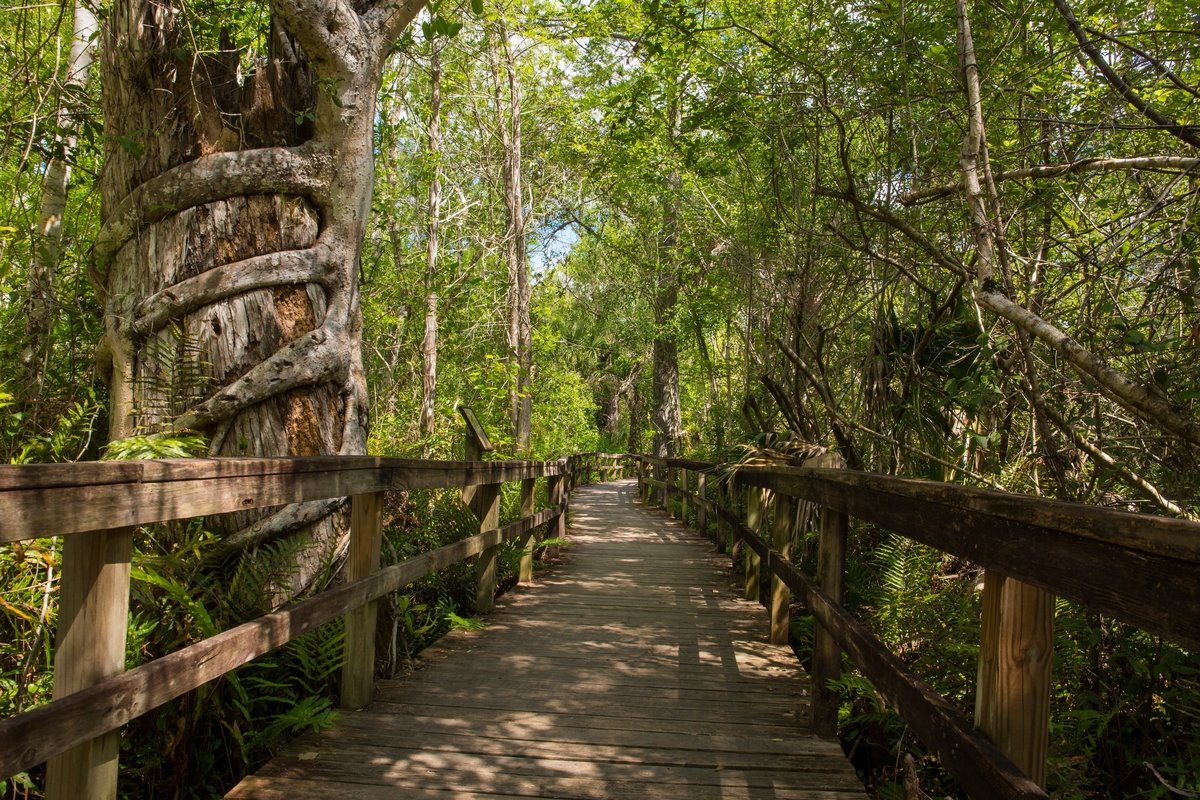 A lush boardwalk near San Antonio, Florida.